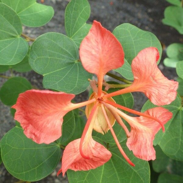 Bauhinia galpinii Flower