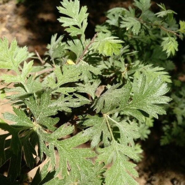 Crataegus laciniata Leaf