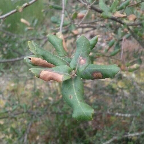 Quercus suber Leaf