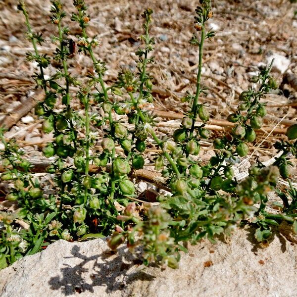 Reseda phyteuma Habitus