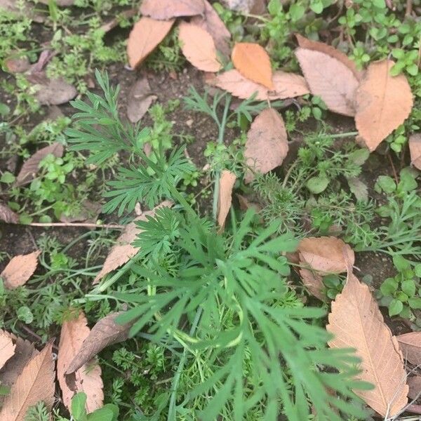 Eschscholzia californica Лист