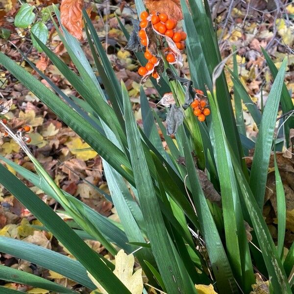 Iris foetidissima Frukto