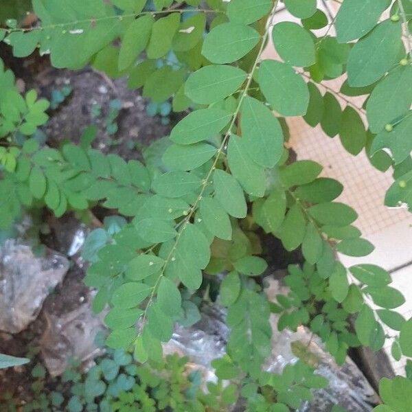 Phyllanthus tenellus Leaf