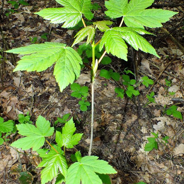 Acer pseudoplatanus Агульны выгляд