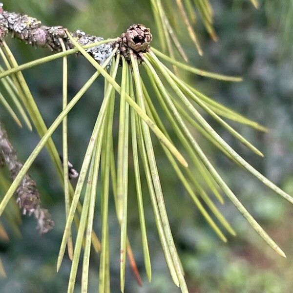 Cedrus deodara Лист