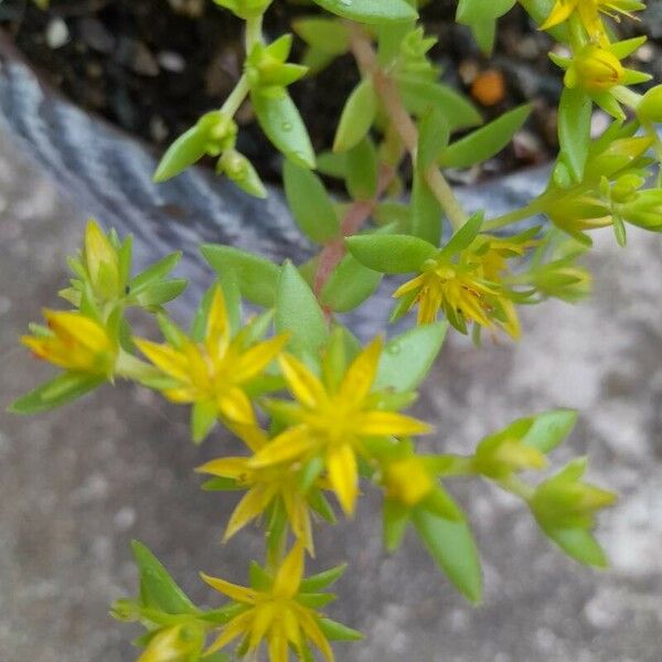 Sedum sarmentosum Flor