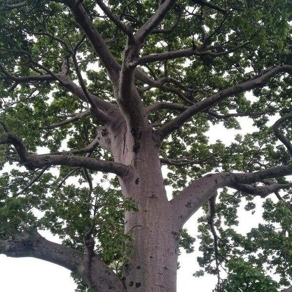 Adansonia digitata Bark