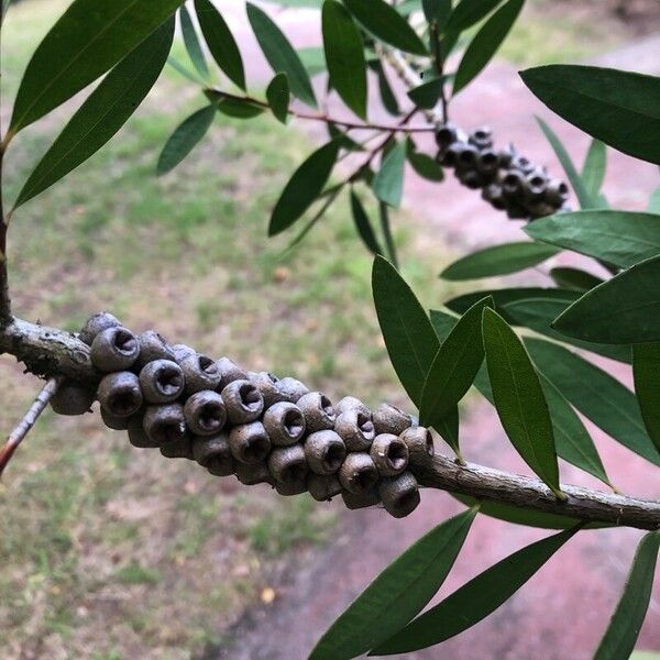 Melaleuca rugulosa Плод