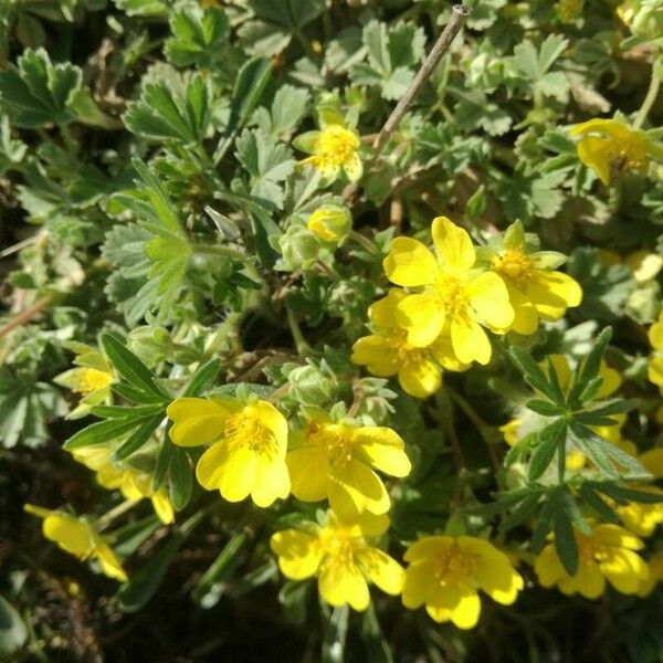 Potentilla cinerea Цветок