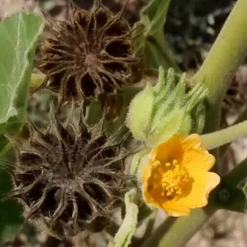 Abutilon theophrasti ᱡᱚ