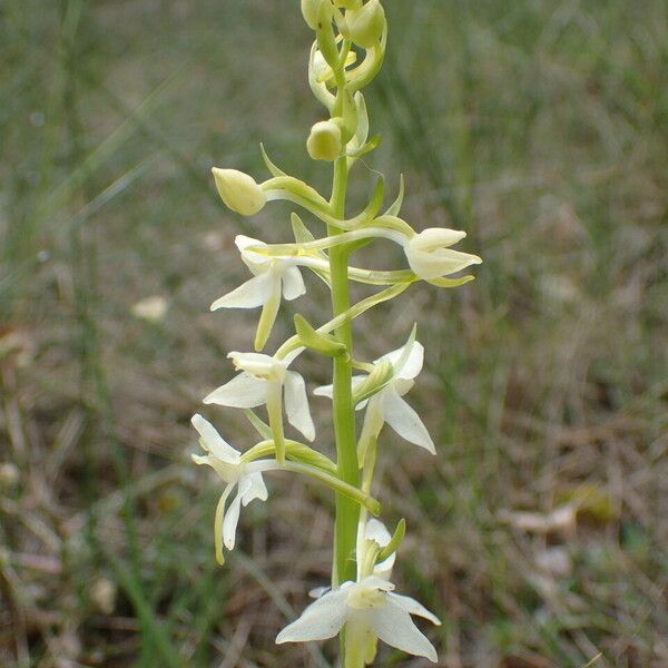 Platanthera bifolia Flor