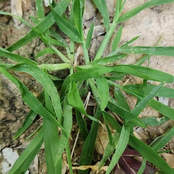 Digitaria sanguinalis অভ্যাস