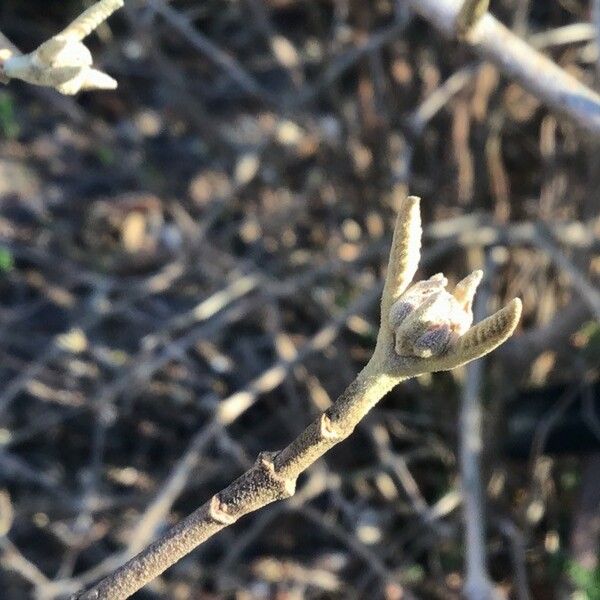 Viburnum buddleifolium List