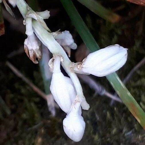 Ophiopogon japonicus Kwiat