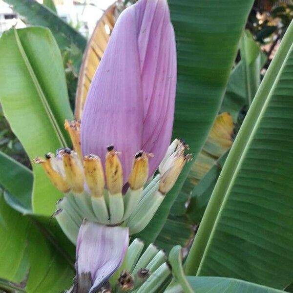 Musa ornata Flor