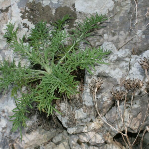 Centaurea corymbosa autre