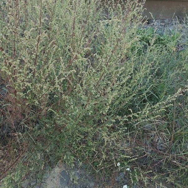 Artemisia campestris Buveinė