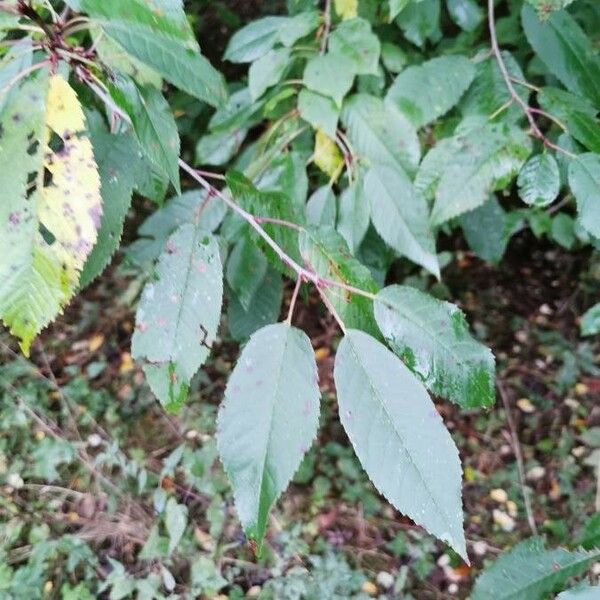 Prunus avium Листок