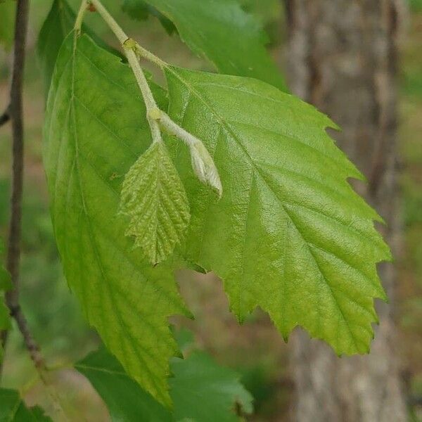 Betula nigra 葉