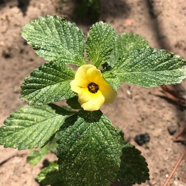 Turnera ulmifolia Flower