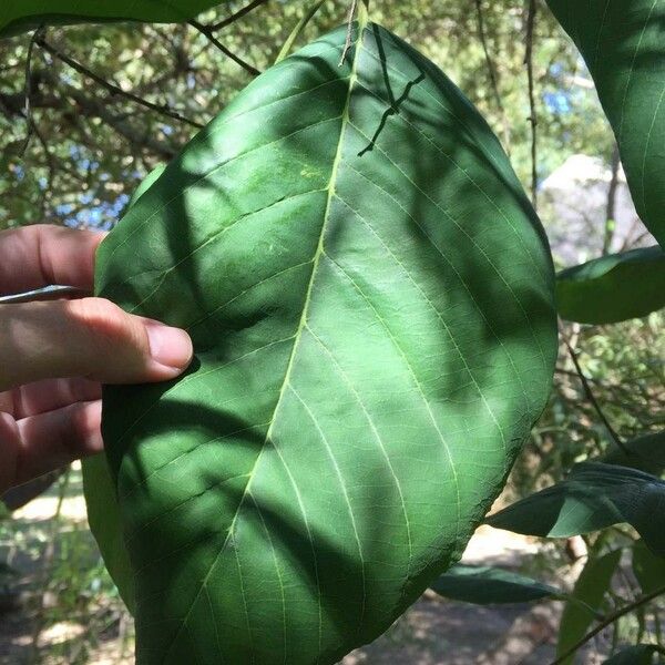 Annona senegalensis Frunză