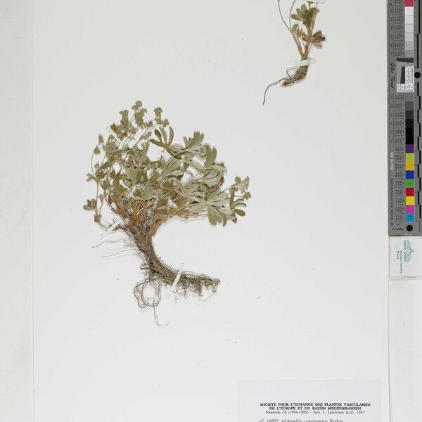 Alchemilla catalaunica