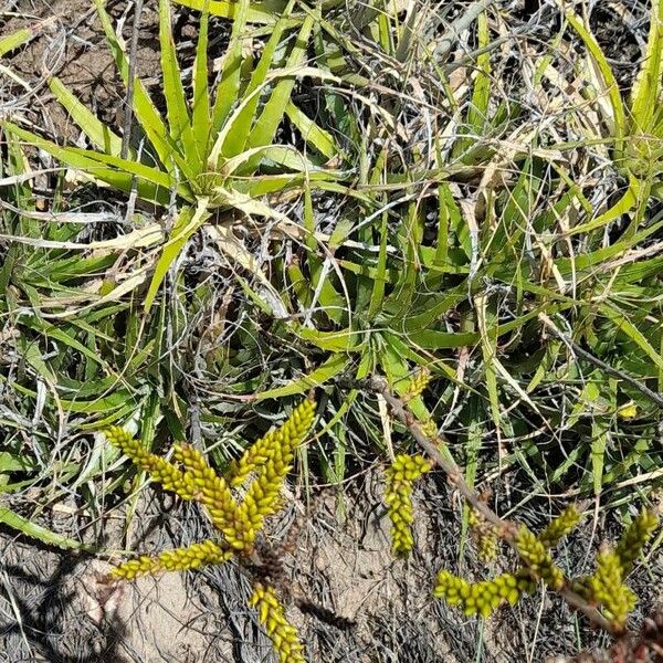 Deuterocohnia longipetala Habitat