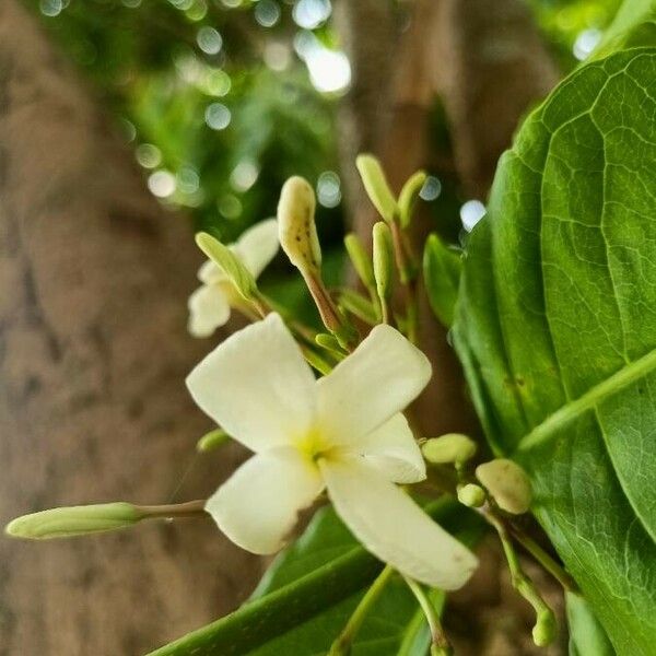 Holarrhena pubescens Flower