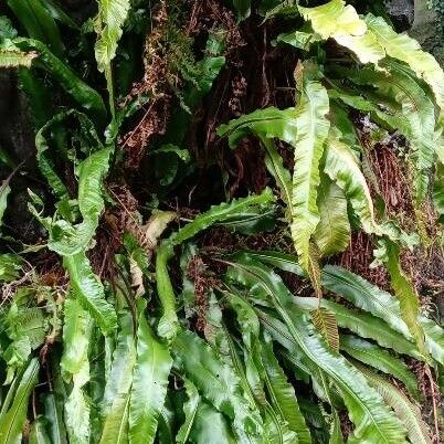 Asplenium scolopendrium Habit