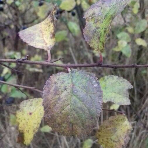 Prunus × fruticans 葉