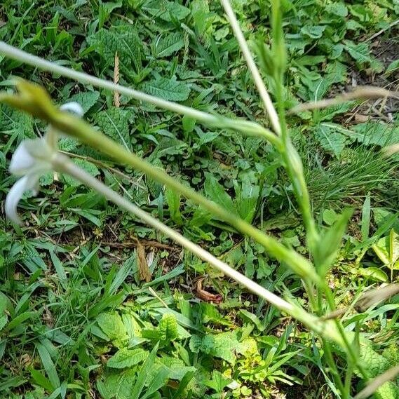 Nicotiana longiflora (Long-flower tobacco)