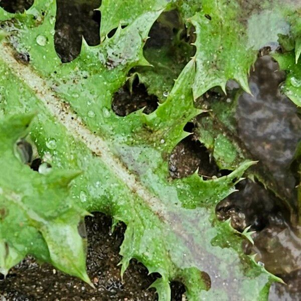 Sonchus asper Levél