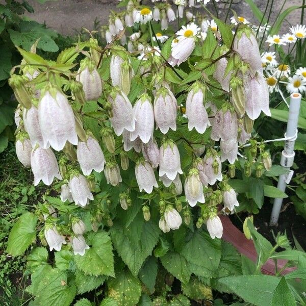 Campanula punctata 花