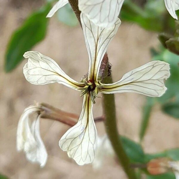 Eruca vesicaria Blüte