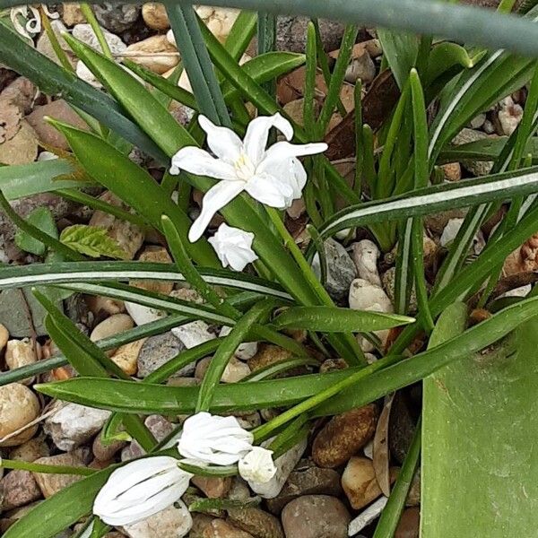 Scilla forbesii Habit