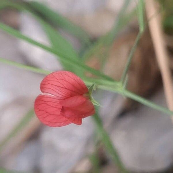 Lathyrus setifolius Flower