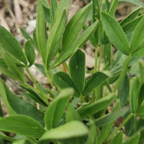 Trifolium alpinum Ліст