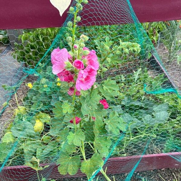 Alcea rosea Flower