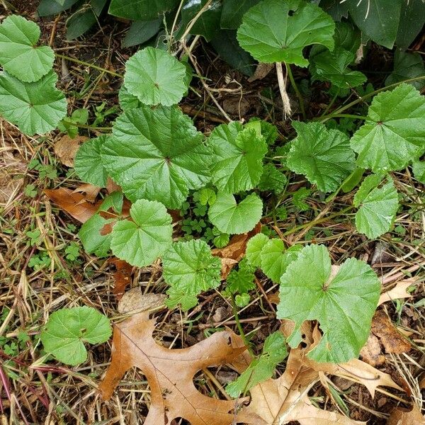 Malva pusilla Habit