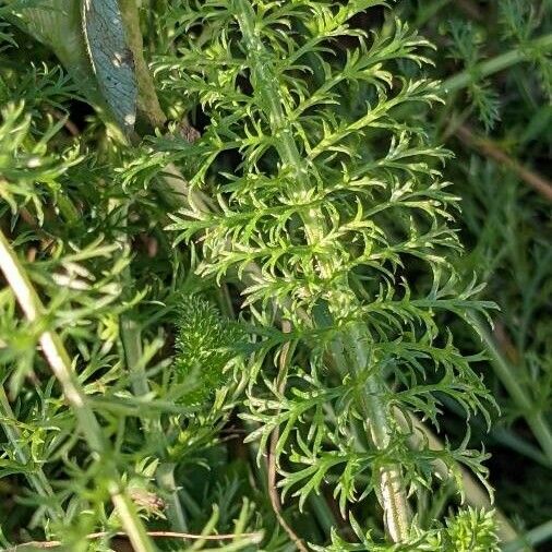 Achillea nobilis Листок