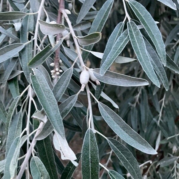 Elaeagnus angustifolia Leaf