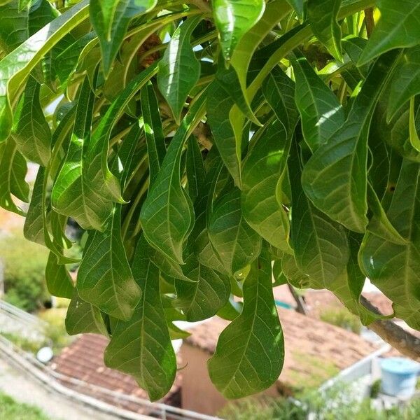 Plumeria pudica Fulla