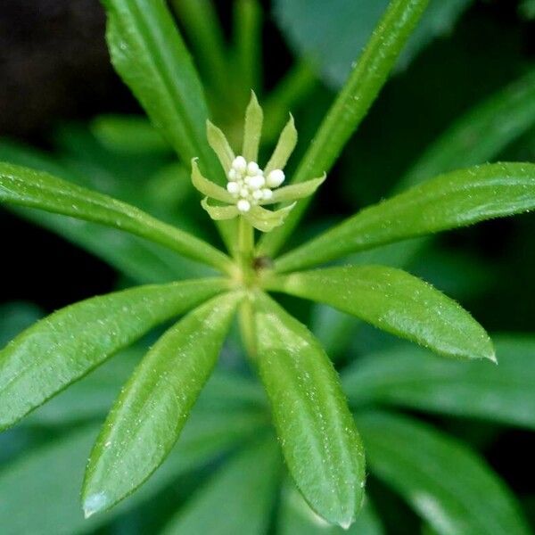 Galium odoratum Leaf