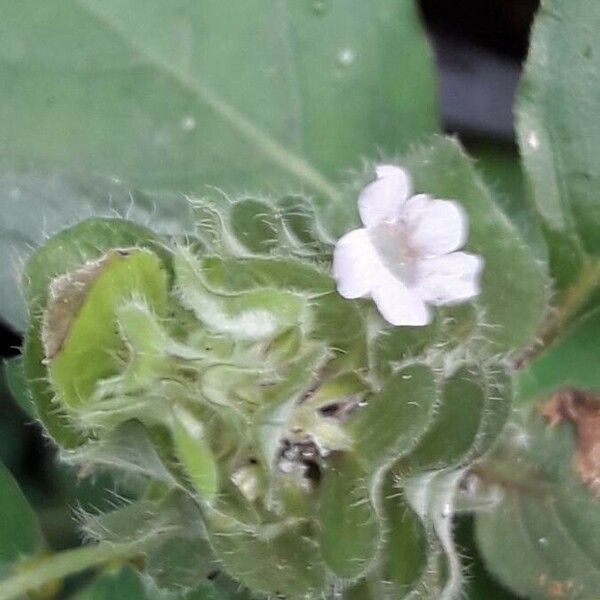 Blechum pyramidatum Blomst