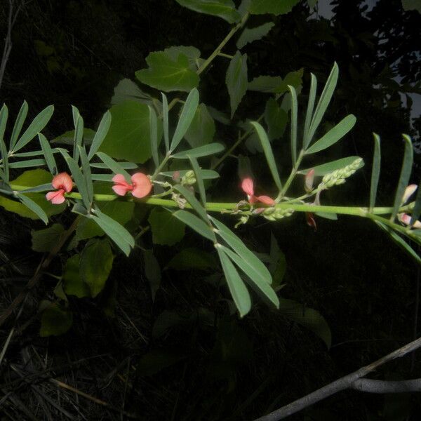 Indigofera lespedezioides Blüte