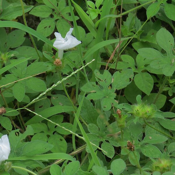 Ipomoea pes-tigridis Flor