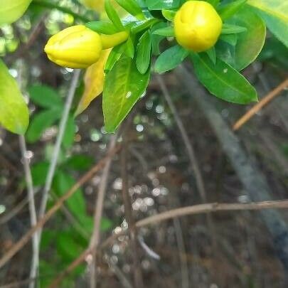 Jasminum mesnyi Квітка