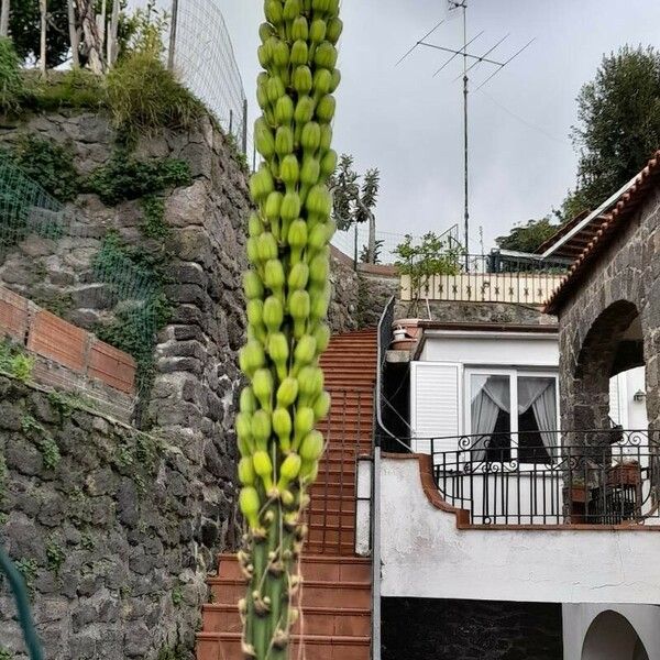 Agave filifera Kukka