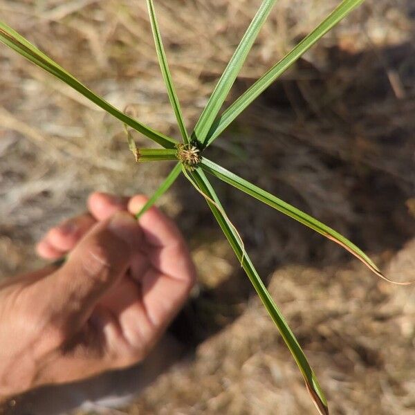 Cyperus aromaticus Frunză