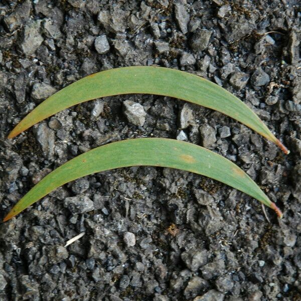 Acacia koaia Leaf